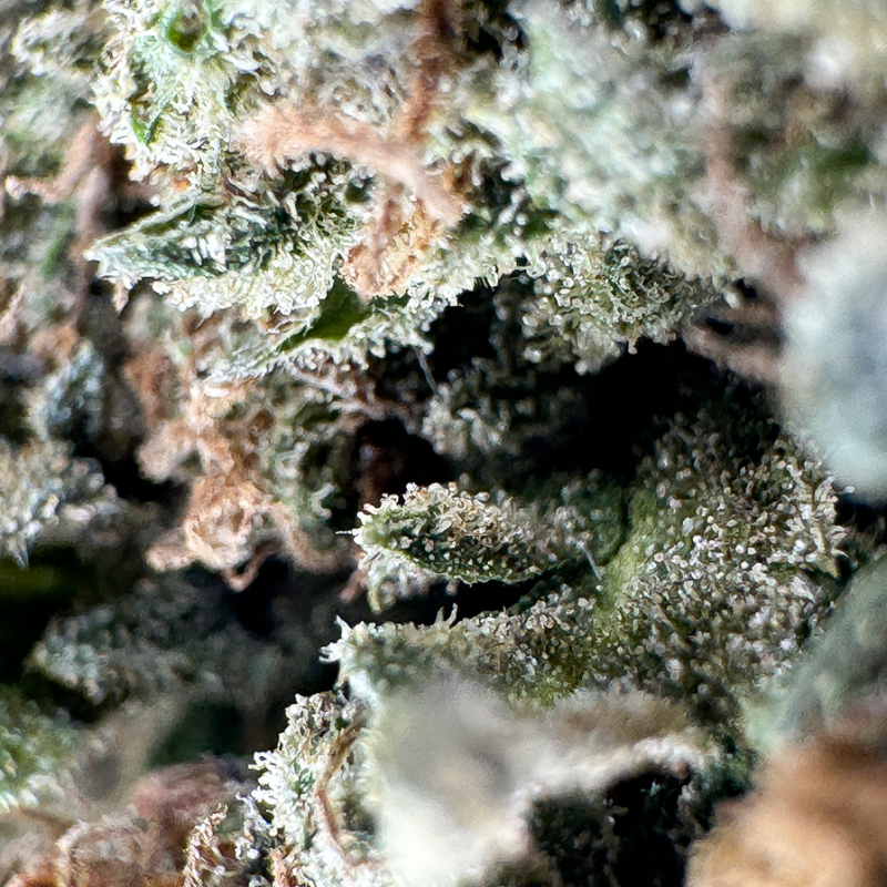 Strawberry Haze