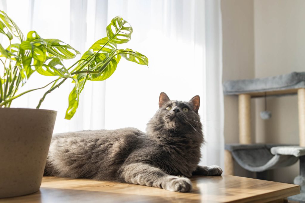 Why Pet Owners Consider CBD