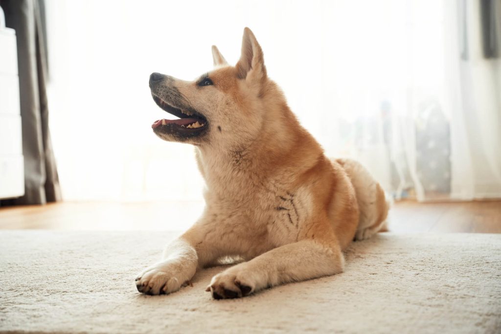 Veterinary Perspective and Current Research